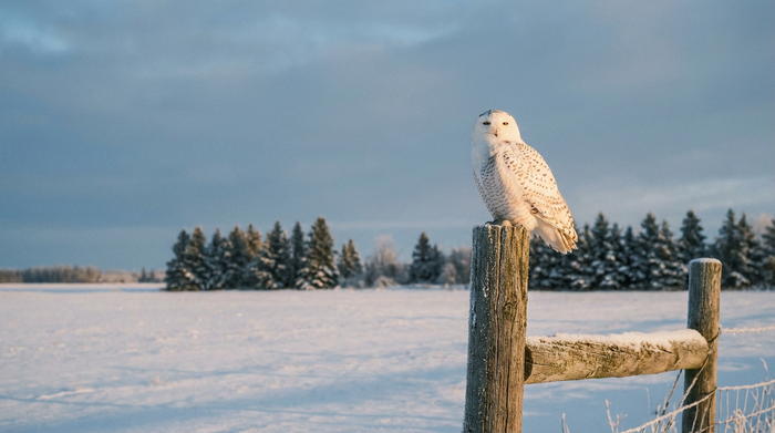Irruption Years: Why Birds Suddenly Appear & Vanish – HUMBIRDY