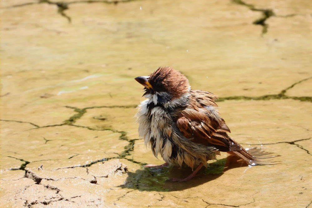 Bird Cooling Tricks | Heatwave Survival & Feeder Camera Tips – HUMBIRDY