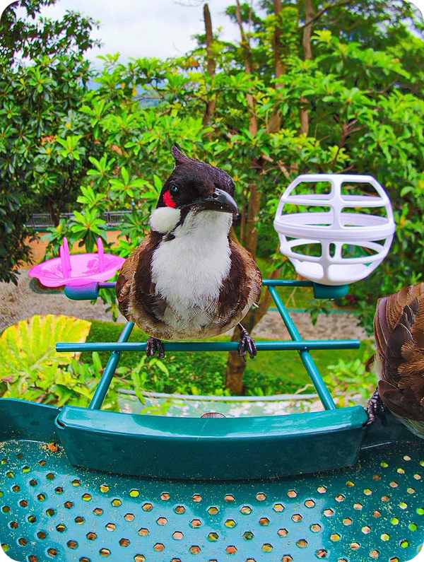 digital bird feeder