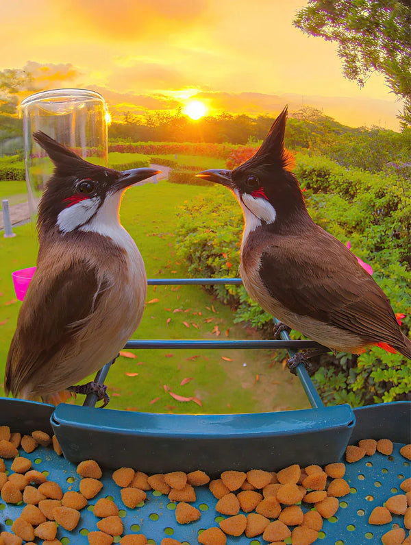 wifi bird feederbird feeder camera wifiwifi bird feeder camerawireless bird feeder camerabest wifi bird feederwifi bird feeder with camerawifi camera bird feederwireless bird feederbird feeder with wifi camerawifi enabled bird feederbest wifi bird feeder camerabird feeder camera wireless