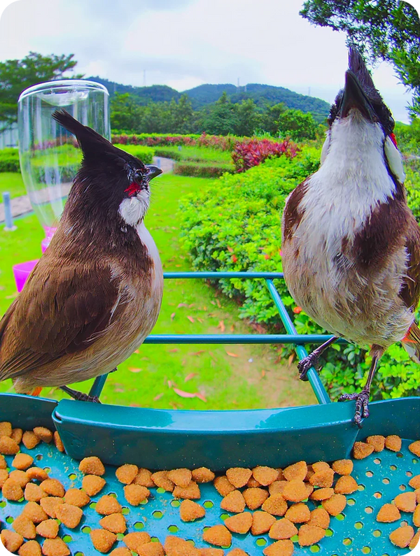 wifi bird feederbird feeder camera wifiwifi bird feeder camerawireless bird feeder camerabest wifi bird feederwifi bird feeder with camerawifi camera bird feederwireless bird feederbird feeder with wifi camerawifi enabled bird feederbest wifi bird feeder camerabird feeder camera wireless