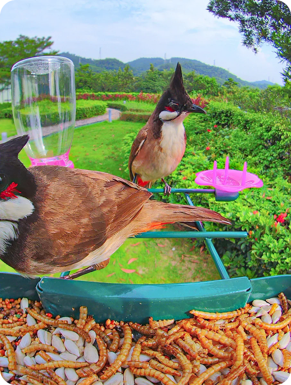 wifi bird feederbird feeder camera wifiwifi bird feeder camerawireless bird feeder camerabest wifi bird feederwifi bird feeder with camerawifi camera bird feederwireless bird feederbird feeder with wifi camerawifi enabled bird feederbest wifi bird feeder camerabird feeder camera wireless