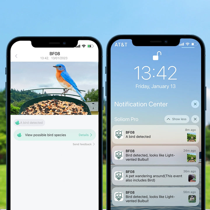 Two smartphones displaying bird-watching app on a natural background